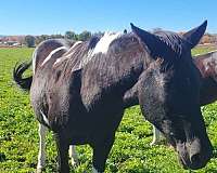 homozygous-draft-paint-horse