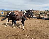 buckskin-draft-paint-filly
