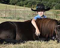 brown-team-driving-pony