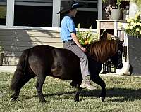 brown-therapy-pony