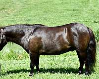 miniature-pony
