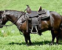 trick-trained-miniature-pony