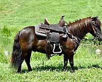 driving-pony-miniature