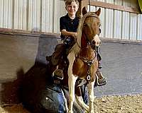 english-pony-gelding