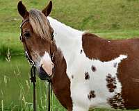 pinto-western-ridin-pony