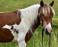 miniature-pony