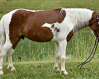 kid-safe-pony