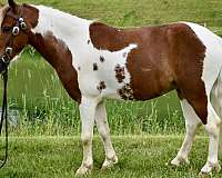 trick-trained-pony