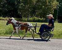driving-pony