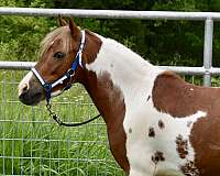 pony