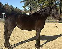 good-transitions-horse