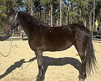 big-trot-mare