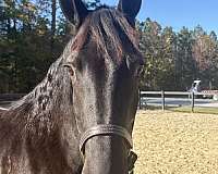 good-transitions-mare