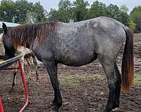 blue-roan-roan-twhbea-gelding
