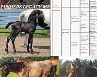 expecting-tennessee-walking-horse
