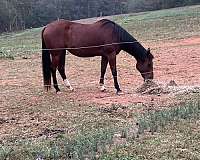 quarter-horse-for-sale