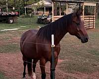 quarter-horse