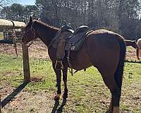 quarter-horse-mare