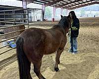 12-hand-bay-roan-pony