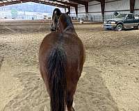 all-around-quarter-pony