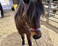 barrels-quarter-pony
