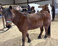poles-quarter-pony