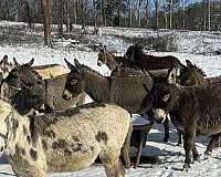all-around-donkey