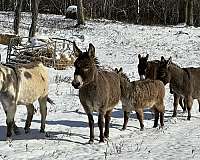beginner-donkey