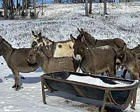 working-donkey