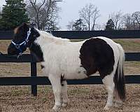 tobiano-pony-gelding