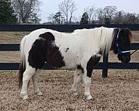 tobiano-gelding-for-sale