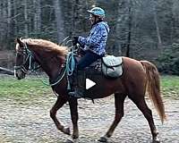 red-dun-rocky-mountain-gelding
