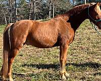red-dun-rmha-gelding