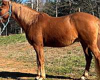 red-dun-rmha-horse