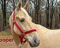 family-horse-tennessee-walking