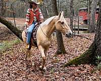 twhbea-tennessee-walking-horse