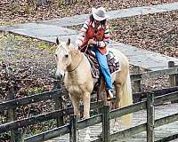 gentle-horse-tennessee-walking