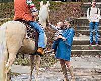 my-horse-connection-tennessee-walking