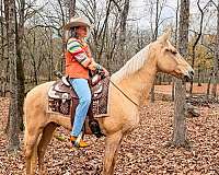 gaited-horse-tennessee-walking