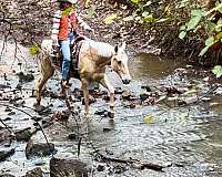 gun-safe-horse-tennessee-walking
