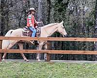 horse-for-sale-tennessee-walking