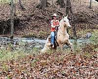 western-horse-tennessee-walking