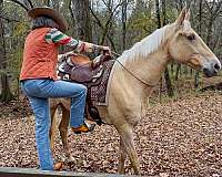 western-dressage-horse-tennessee-walking