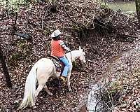 kid-friendly-horse-tennessee-walking