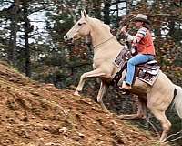 tennessee-walking-horse