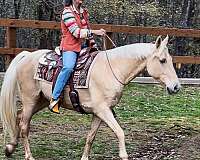 trail-horse-for-sale-tennessee-walking