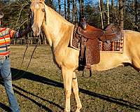 traffic-safe-horse-tennessee-walking