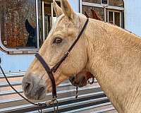 smooth-gaited-horse-tennessee-walking