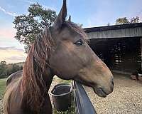 rocky-mountain-gelding