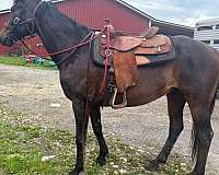 rocky-mountain-horse-for-sale